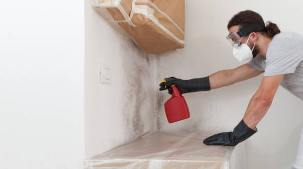 Professional Attic Mold Removal technician working in Lake Ann, MI